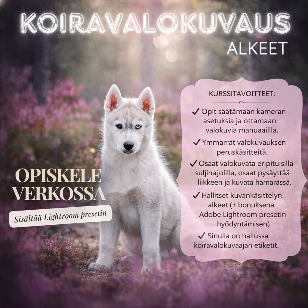Koiravalokuvauskurssi -ALKEET + LR Preset