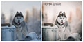 Lightroom preset JJ Hopea