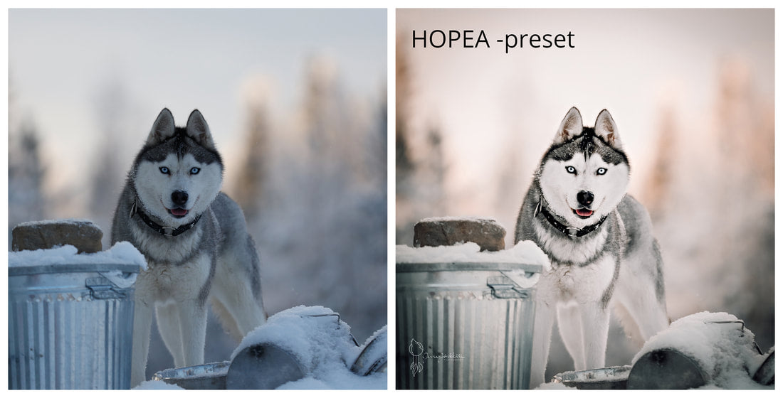 Lightroom preset JJ Hopea