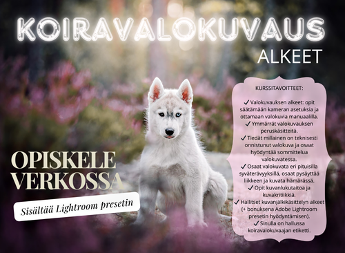 Koiravalokuvauskurssi -ALKEET (LR Preset ei sisälly)